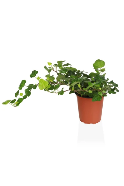 Hedera Helix - Resim 2