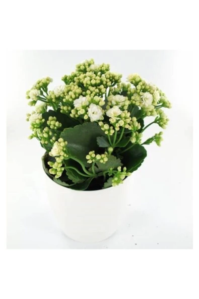Kalanchoe Beyaz Renkli Kalanşo Seramik Saksıda ürün görseli 1
