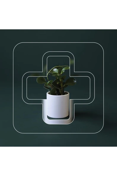 Peperomia Obtusifolia 10.5 Seramik Saksıda ürün görseli 1