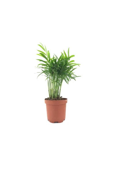 Chamaedorea Elegans ürün görseli 1