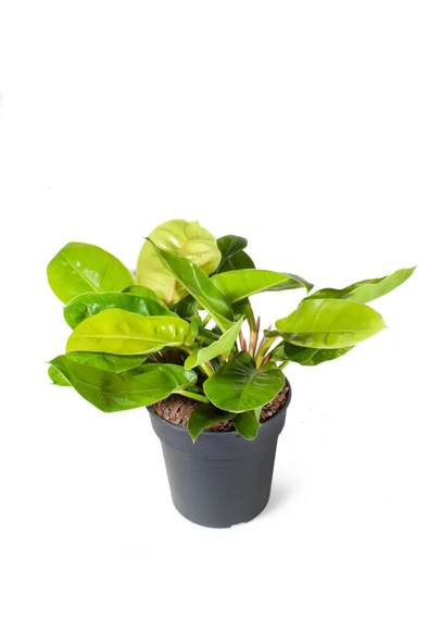 Philodendron Moonlight (ithal) 27cm Ø H:50 ürün görseli 1