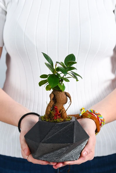 Geo Serisi Black Ficus Bonsai - Resim 3