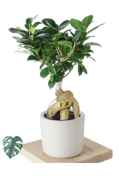 Ficus Ginseng (bonsai Ağacı) ürün görseli 1