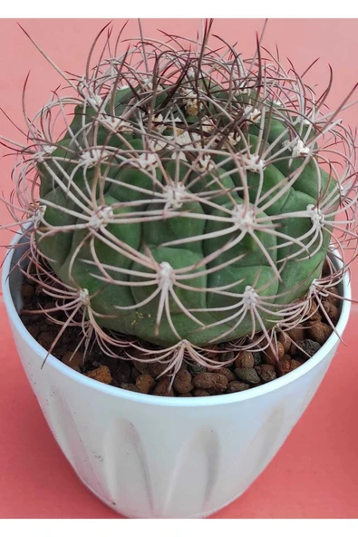 Gymnocalycium saglionis-11,5 cm saksı-ref 01A/U78 ürün görseli 1