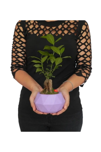 Likya Saksıda Ficus Gieseng Bonsai ürün görseli 1