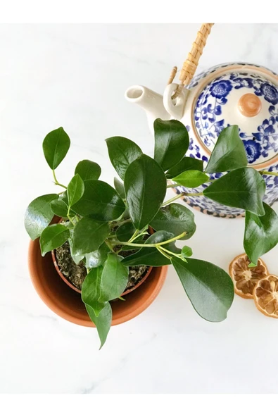 Ficus Ginseng Bonsai - Resim 2