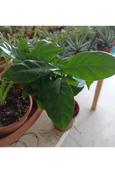 Coffea Arabica-kahve Çiçeği - Resim 3