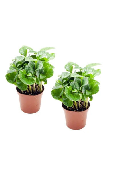 Coffea Arabica - Set 2 Adet Kahve Çiçeği Mini - Ev Ofis Salon Iç Mekan Bitkisi - Baby ürün görseli 1