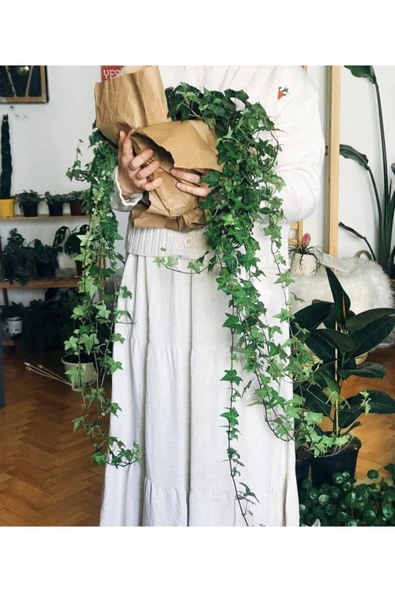 Hedera Helix Sarmaşık ürün görseli 1