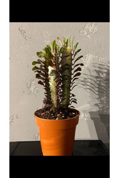 Euphorbia Trigona Rubra ürün görseli 1