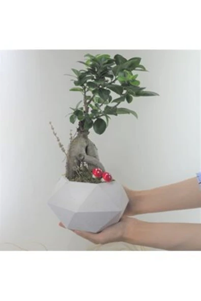 Ficus Ginseng Bonsai & Beyaz Geometrik Beton Saksıda Hediyelik Canlı Çiçek ürün görseli 1