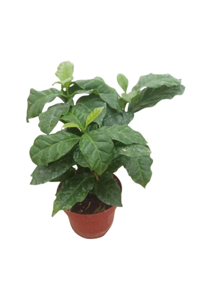 Coffea Arabica Kahve Çiçegi (ITHAL) 20 Cm Boyunda ürün görseli 1