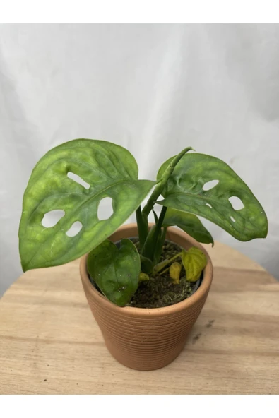 Monstera Adansonii ürün görseli 1