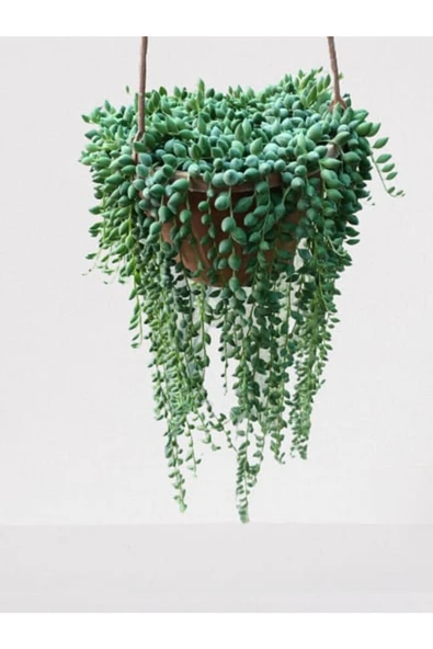 Senecio Rowleyanus - Tesbih Çiçeği ürün görseli 1