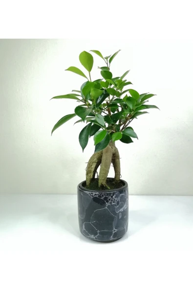 Bonsai Ficus Ginseng Siyah Seramik Saksılı ürün görseli 1