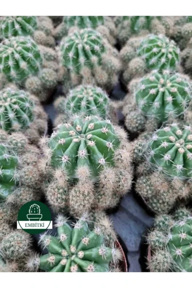 Kaynana Topuzu -echinopsis- Çiçek Açar - Resim 8