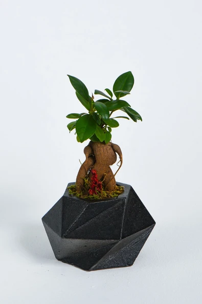 Geo Serisi Black Ficus Bonsai ürün görseli 1