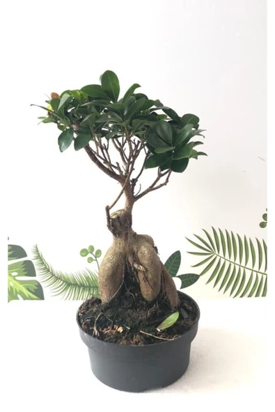 Ithal Bonsai Ficus Ginseng 1000gr Gövde - Resim 2