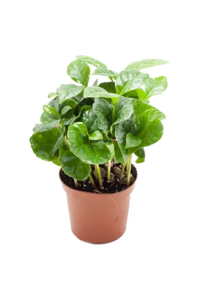 Coffea Arabica Kahve Çiçeği Kahve Ağacı ürün görseli 1
