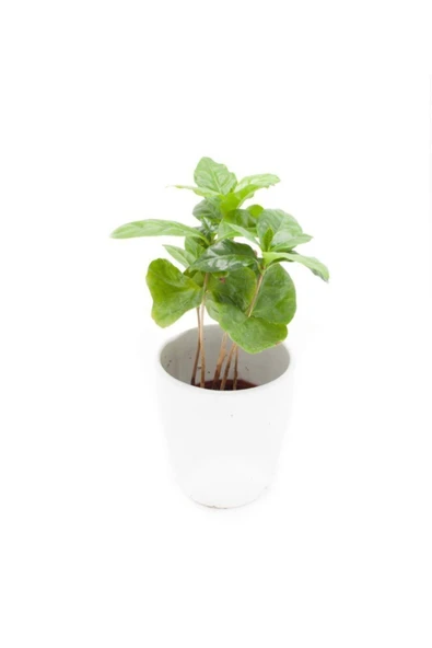 Coffea Arabica Seramikli | Kahve Çiçeği 7cm Ø - Yeşil Bitki ürün görseli 1