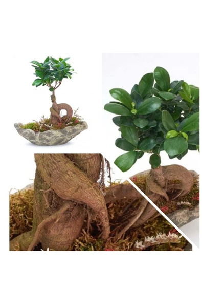 Taş Saksıda Ficus Bonsai Bonzai ürün görseli 1