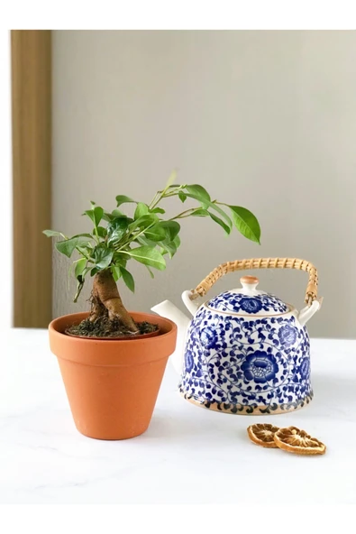 Ficus Ginseng Bonsai ürün görseli 1