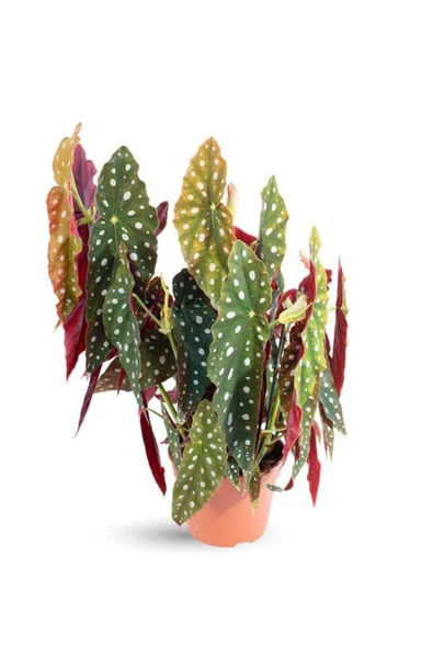 Begonia Maculata - Çilli Begonya - Ev Ofis Salon Iç Mekan Bitkisi - Ø:17 Cm - H:40 Cm ürün görseli 1