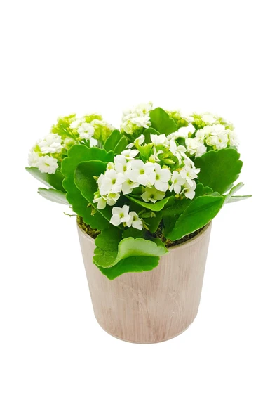 Antik Seramik Saksıda Beyaz Kalanchoe - Resim 2