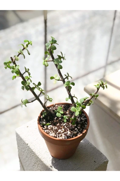 Portulacaria Afra Para Bitkisi - Resim 2