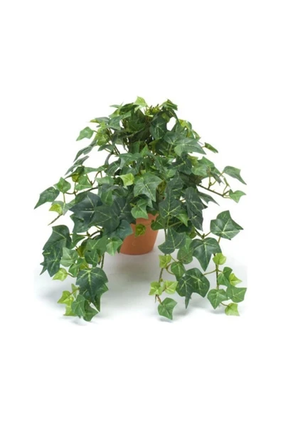 Hedera Helix Orman Sarmaşığı Askılı Saksı ürün görseli 1