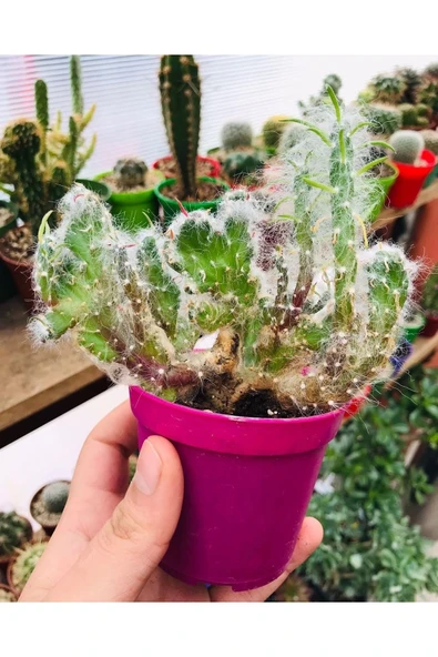Opuntia Vestita Cristata - Resim 2