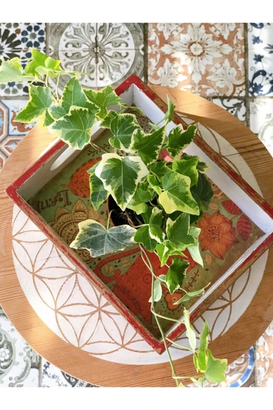 Hedera Helix Sarmaşık 25-30 Cm - Resim 2