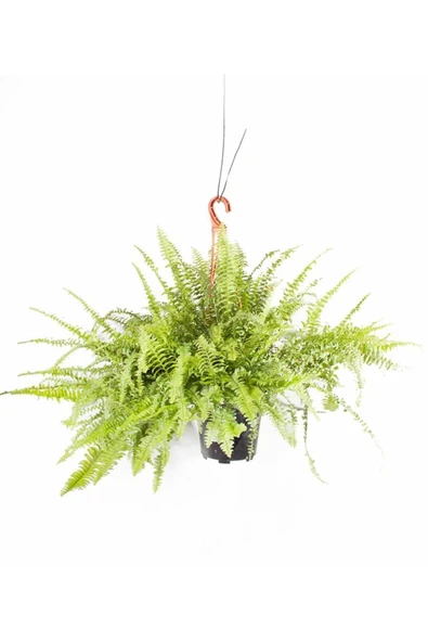 Nephrolepis Fujer Aşk Merdiveni Askılı 14 cm Ø ürün görseli 1