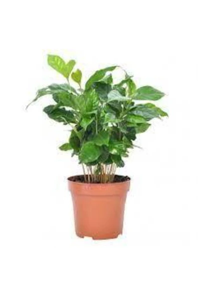 Coffe Arabica (kahve Bitkisi) - Resim 2