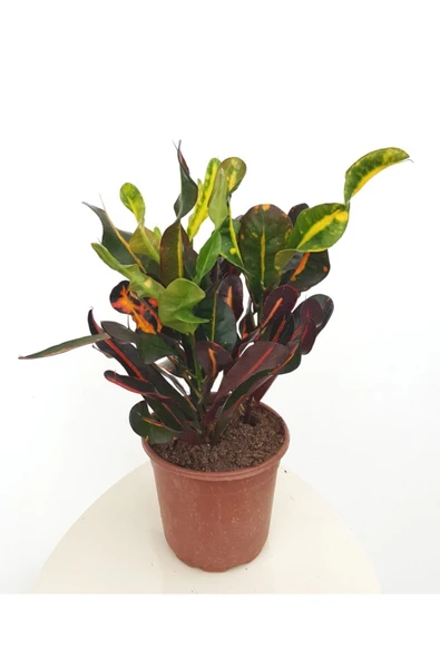 Croton Mammy Kroton 40 Cm ürün görseli 1