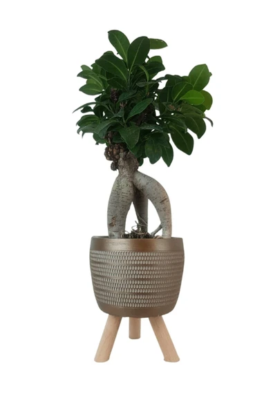 Gold Damla Saksıda Ficus Ginseng Bonsai ürün görseli 1
