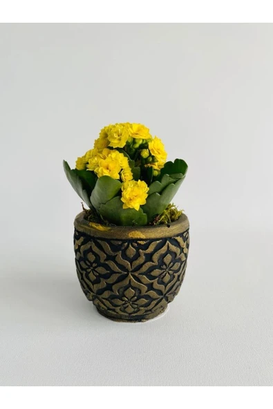 Siyah Mozaik Desenli Dekoratif Beton Saksıda Sarı Kalanchoe(kalanşo) ürün görseli 1