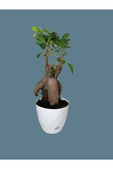 Ficus Ginseng Bonsai Dekoratif Beyaz Saksılı ürün görseli 1