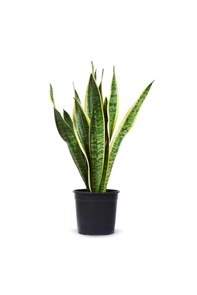 Paşa Kılıcı (40-60 Cm) ürün görseli 1