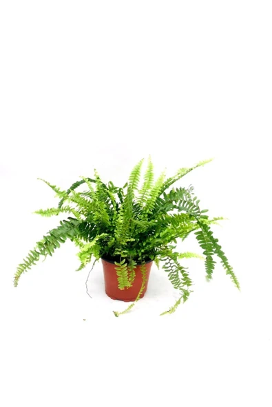 Fujer, Aşk Merdiveni Çiçeği Saksıda, 30-40 Cm ürün görseli 1