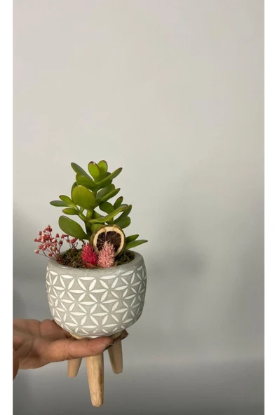 Ayaklı Saksıda Crassula Tasarım - Para Çiçeği - Resim 3
