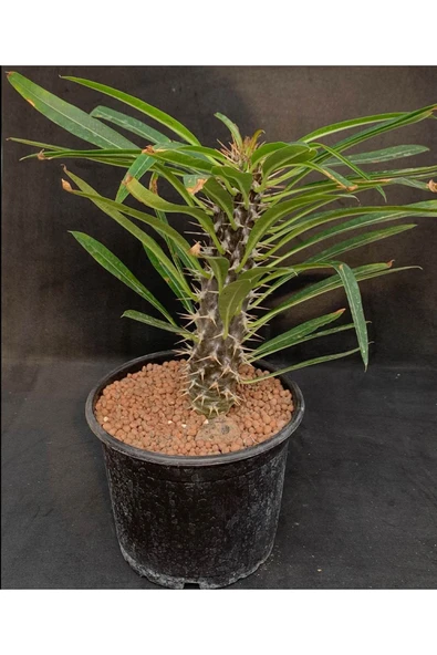 Madagaskar Palmiyesi Kaktüsü ürün görseli 1