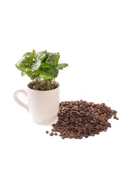Coffea Fincanda Kahve Bitkisi ürün görseli 1