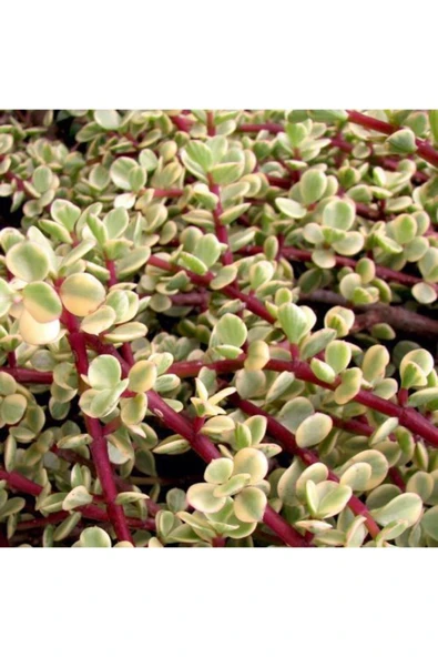 Para Ağacı Yeşim - Portulacaria Afra Variegata - Resim 2