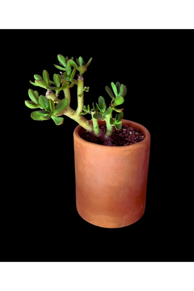 Crassula Ovata (Para Çiçeği) Sukulent ürün görseli 1
