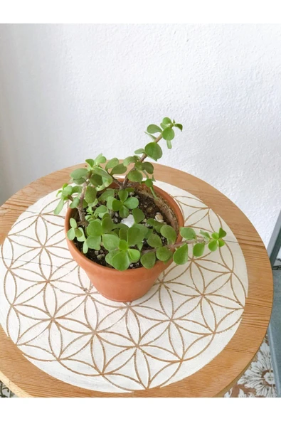 Portulacaria Afra Para Bitkisi - Resim 2