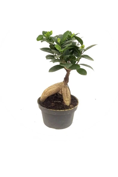 Ficus Bonsai (14 Cm Saksıda) ürün görseli 1
