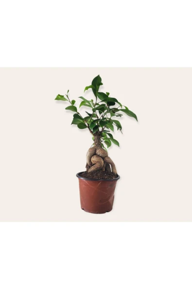 Bonsai ( Ficus Ging Seng) 30 Cm ürün görseli 1
