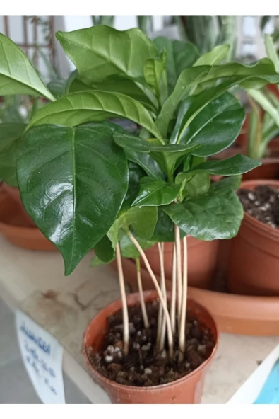 Coffea Arabica-kahve Çiçeği ürün görseli 1