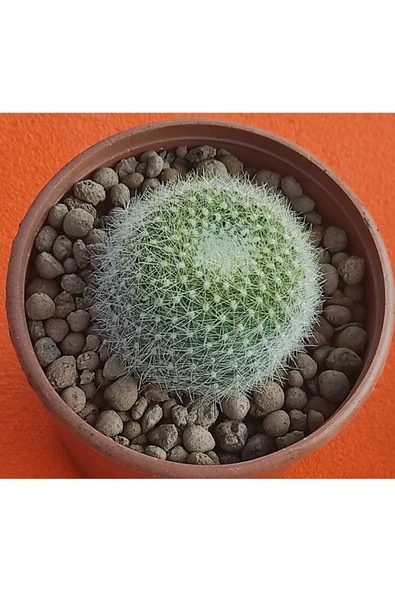 Mammillaria microthele-8,5 cm saksı-ref 06B/Ş28 ürün görseli 1